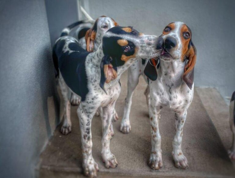 Keswick Hunt Club in Central Virginia